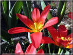 foto Tulipani